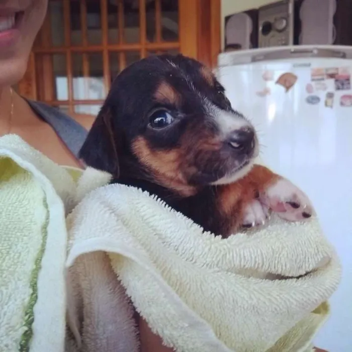 Cachorro ra a  idade Abaixo de 2 meses nome Sem nome