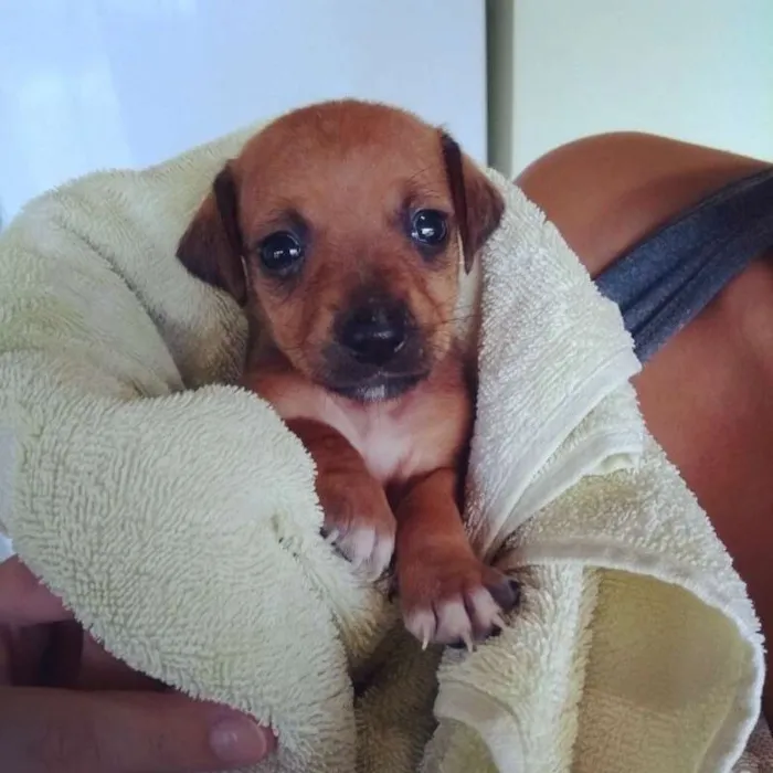 Cachorro ra a  idade Abaixo de 2 meses nome Sem nome