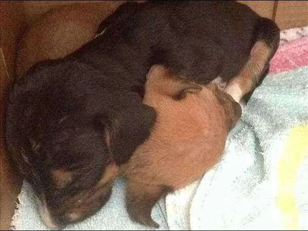 Cachorro ra a  idade Abaixo de 2 meses nome Sem nome
