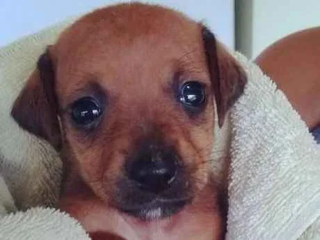 Cachorro ra a  idade Abaixo de 2 meses nome Sem nome
