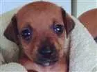 Cachorro raça  idade Abaixo de 2 meses nome Sem nome