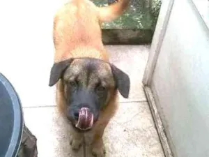 Cachorro raça RSD idade 7 a 11 meses nome Lola