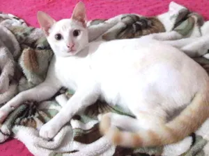 Gato raça Nao idade 7 a 11 meses nome Mime