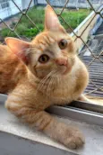 Ginger
