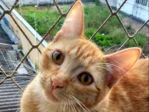 Gato raça SRD idade 2 a 6 meses nome Ginger