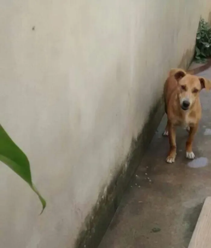 Cachorro raça Vira lata idade 7 a 11 meses nome Safira