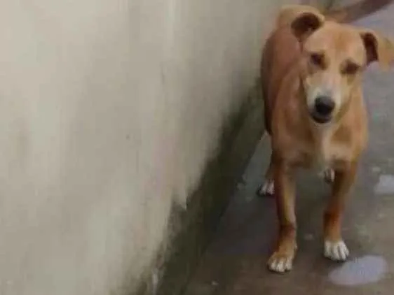 Cachorro raça Vira lata idade 7 a 11 meses nome Safira