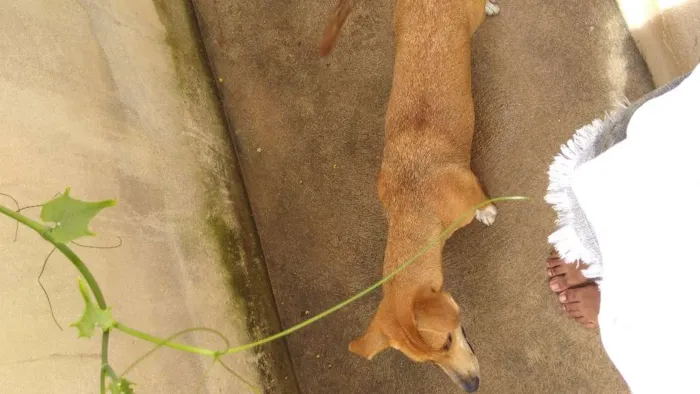 Cachorro raça Vira lata idade 7 a 11 meses nome Safira