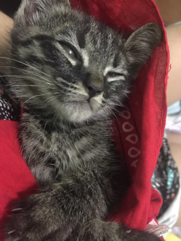 Gato ra a  idade 2 a 6 meses nome não possui nome.