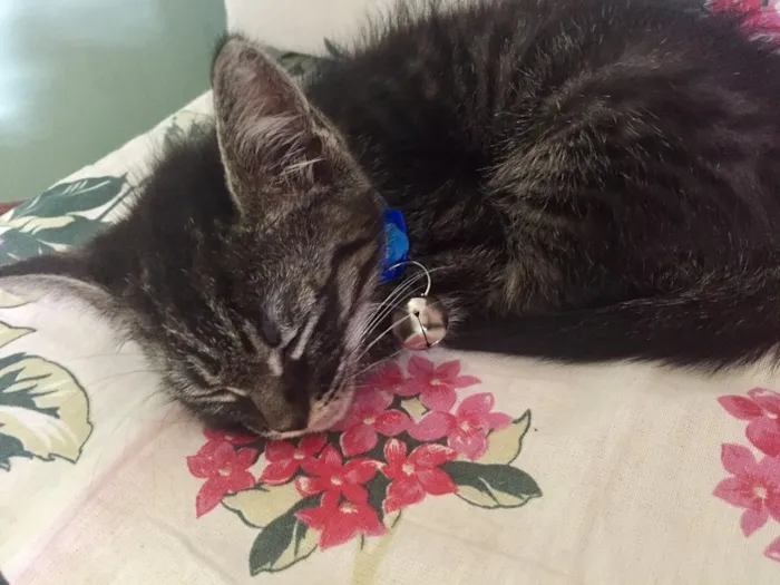 Gato ra a  idade 2 a 6 meses nome não possui nome.