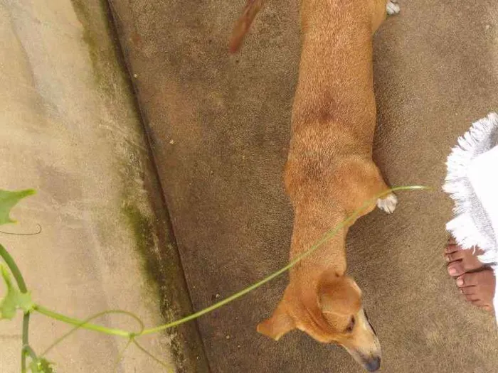 Cachorro raça Vira lata idade 7 a 11 meses nome Safira