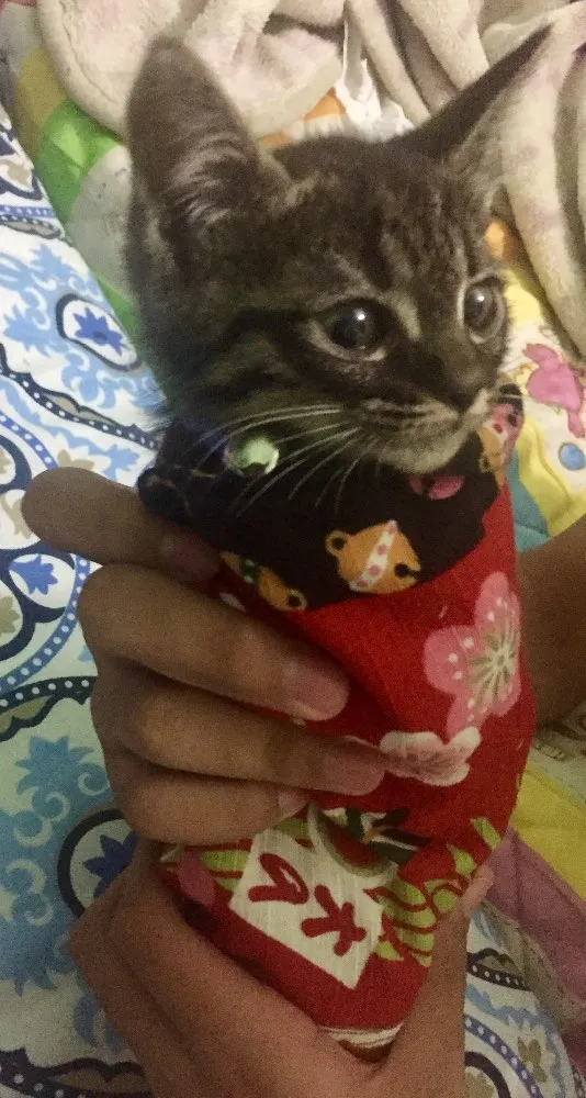 Gato ra a  idade 2 a 6 meses nome não possui nome.