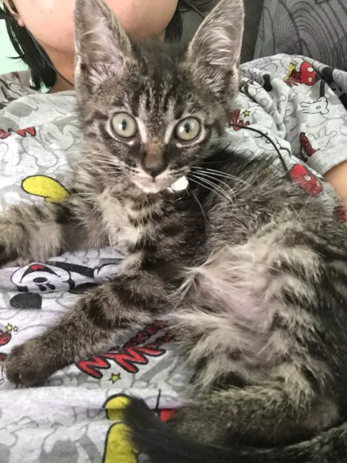 Gato ra a  idade 2 a 6 meses nome não possui nome.