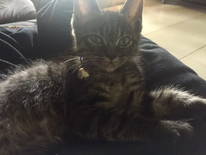 Gato ra a  idade 2 a 6 meses nome não possui nome.