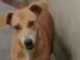 Safira