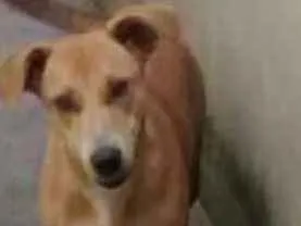 Cachorro raça Vira lata idade 7 a 11 meses nome Safira