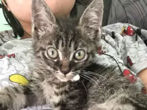 Gato raça  idade 2 a 6 meses nome não possui nome.