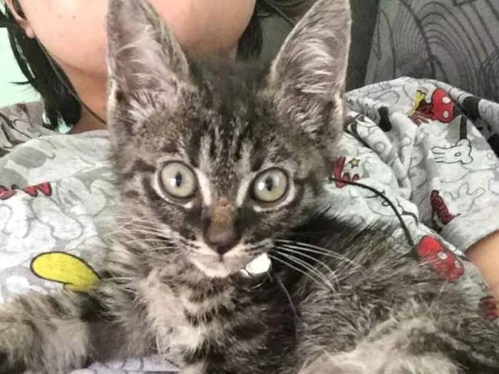 Gato ra a  idade 2 a 6 meses nome não possui nome.