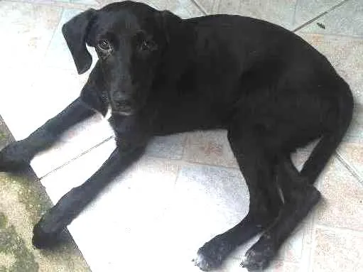 Cachorro ra a Labrador idade 2 a 6 meses nome Labradora