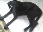 Cachorro raça Labrador idade 2 a 6 meses nome Labradora