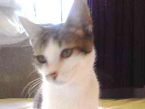 Gato raça Não sei idade 2 a 6 meses nome Ariel