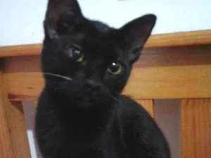 Gato raça SRD idade 2 a 6 meses nome Preta