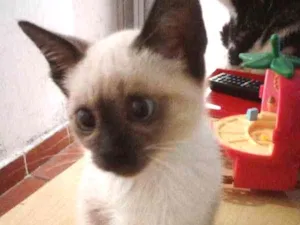 Gato raça Siamês idade 2 a 6 meses nome Siamês