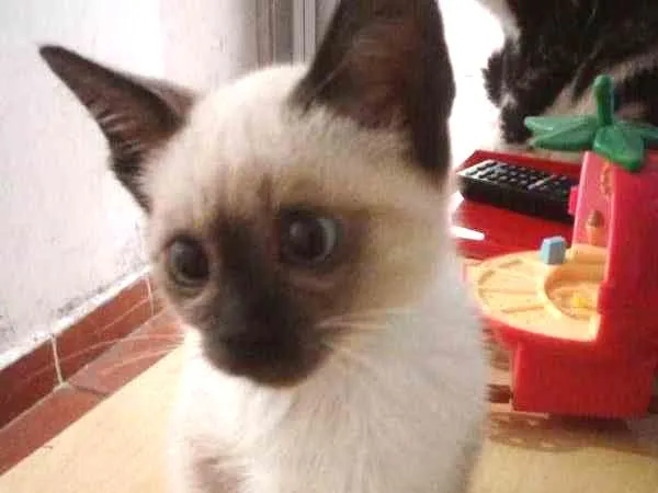 Gato ra a Siamês idade 2 a 6 meses nome Siamês