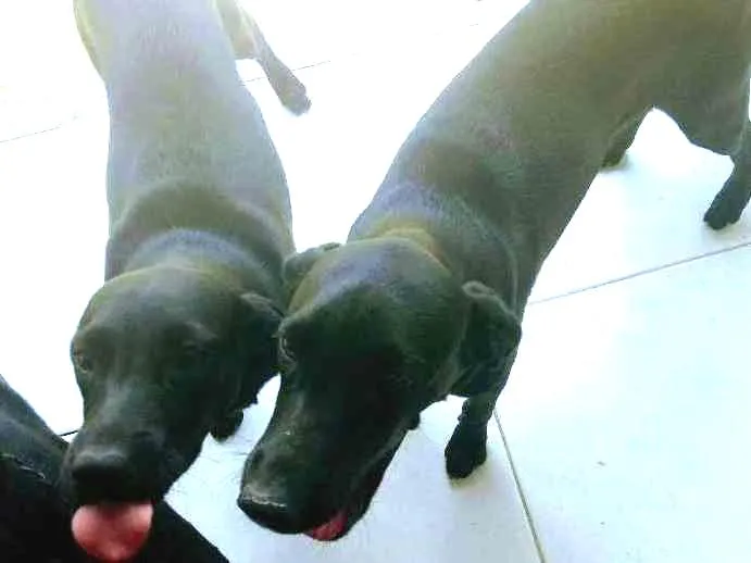 Cachorro ra a Labrador com vira lata idade 2 a 6 meses nome Sem nomes