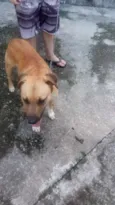 Cachorro raça SRD idade 2 anos nome Fujão