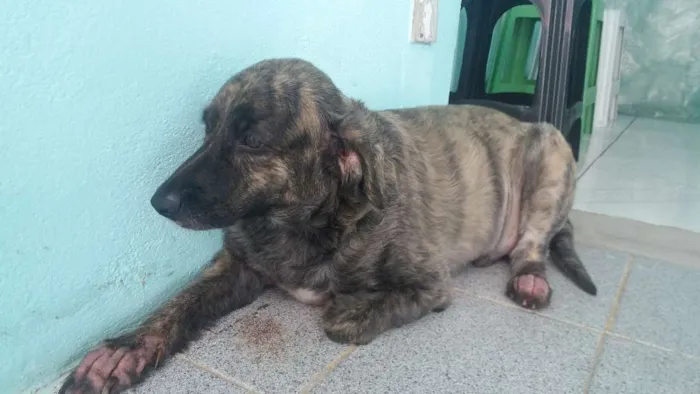 Cachorro raça Srd idade 3 anos nome Marley