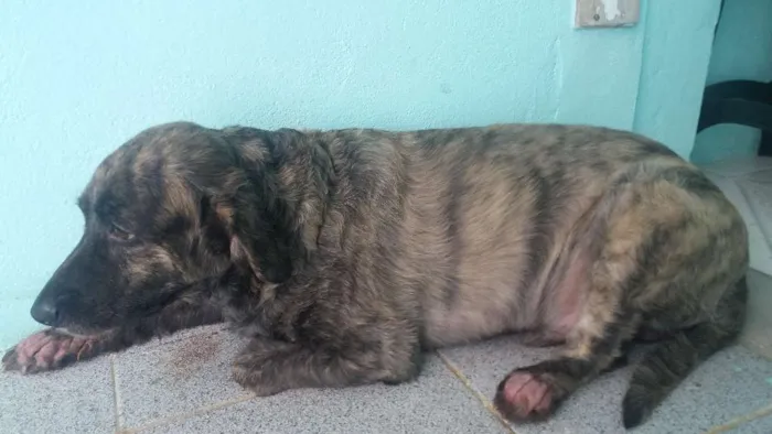 Cachorro raça Srd idade 3 anos nome Marley