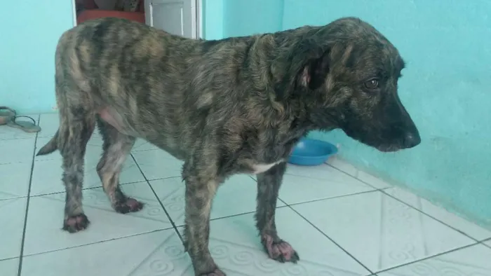 Cachorro raça Srd idade 3 anos nome Marley
