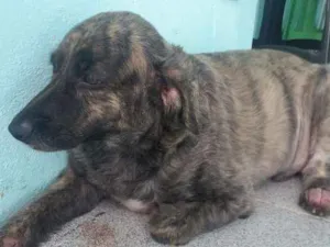 Cachorro raça Srd idade 3 anos nome Marley