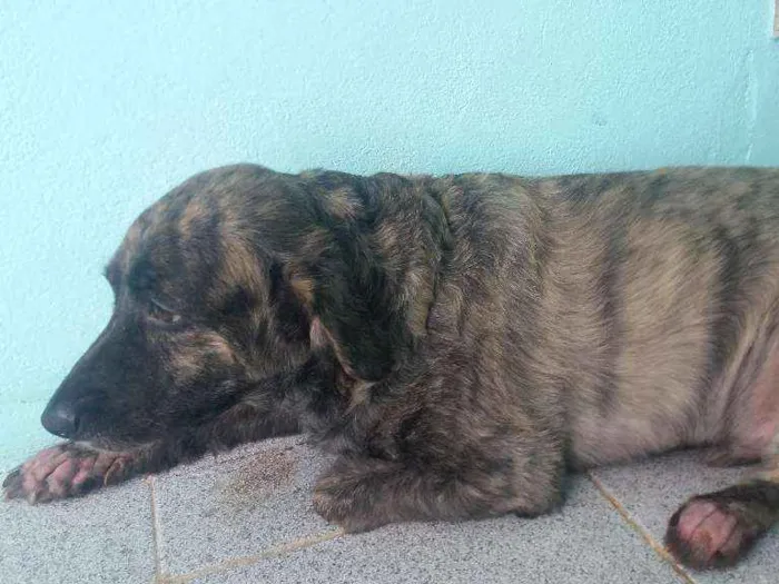 Cachorro raça Srd idade 3 anos nome Marley