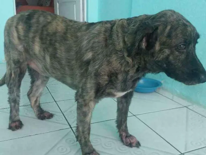 Cachorro raça Srd idade 3 anos nome Marley