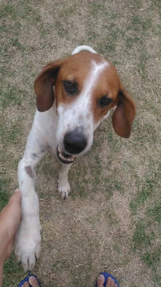 Cachorro ra a Vira lata idade 5 anos nome Lola