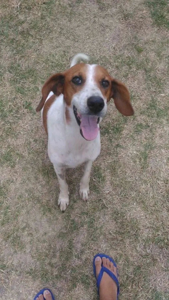 Cachorro ra a Vira lata idade 5 anos nome Lola