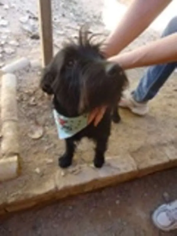 Cachorro ra a Schnauzer idade 2 anos nome Frank