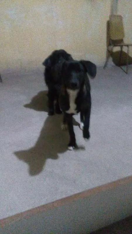 Cachorro raça VIRA LATA  idade 1 ano nome MEL