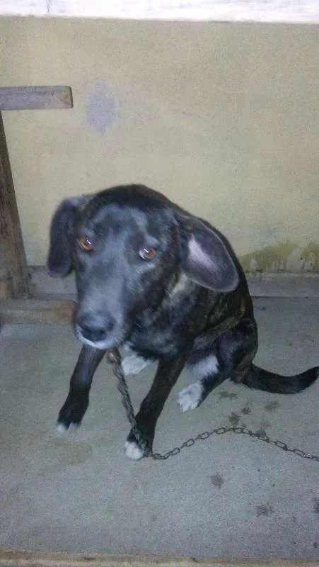 Cachorro raça VIRA LATA  idade 1 ano nome MEL