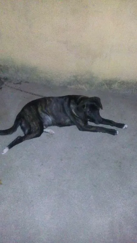 Cachorro raça VIRA LATA  idade 1 ano nome MEL
