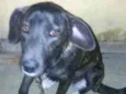 MEL