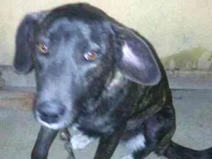 Cachorro raça VIRA LATA  idade 1 ano nome MEL