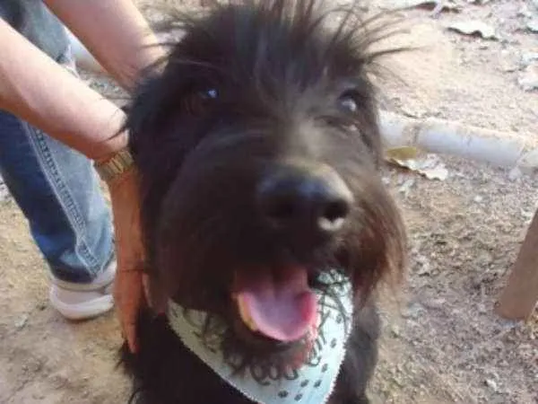 Cachorro ra a Schnauzer idade 2 anos nome Frank