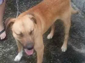 Cachorro raça SRD idade 2 anos nome Fujão