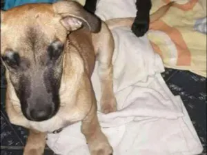 Cachorro raça SRD idade 2 a 6 meses nome Sem nome