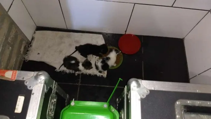 Gato ra a RND idade Abaixo de 2 meses nome Gatineos