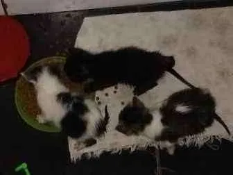 Gato ra a RND idade Abaixo de 2 meses nome Gatineos