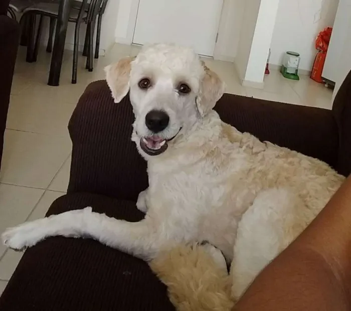 Cachorro ra a Poodle idade 7 a 11 meses nome Thor